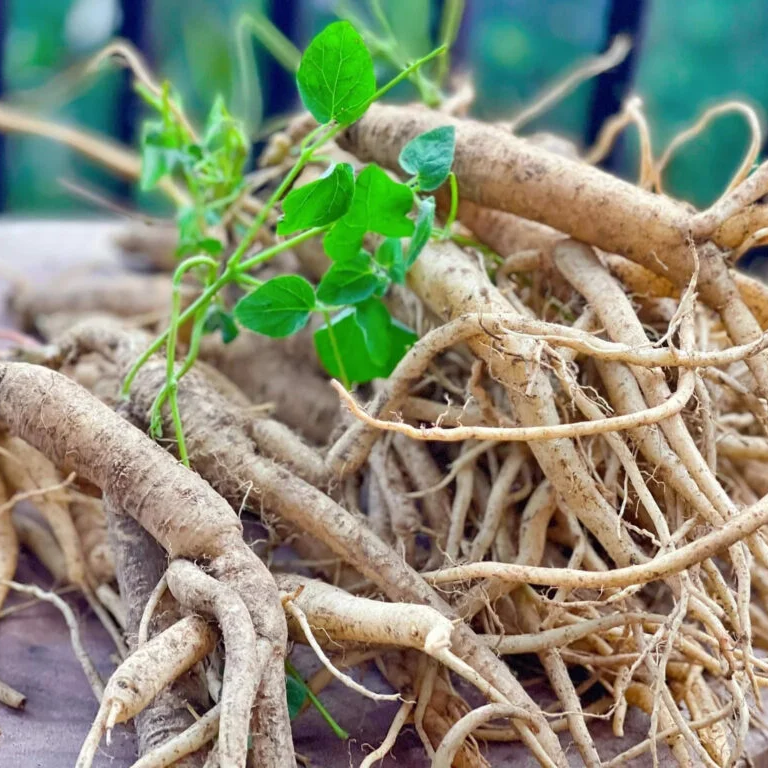 Sâm Quy Mật Ong - Tinh Hoa Từ Núi Rừng Tây Bắc - Hình ảnh 3